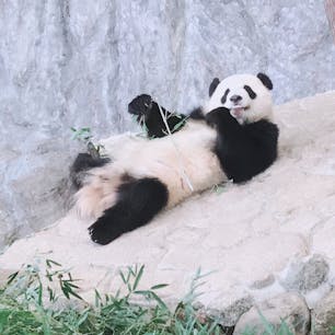 アドベンチャーワールドの彩浜ちゃん