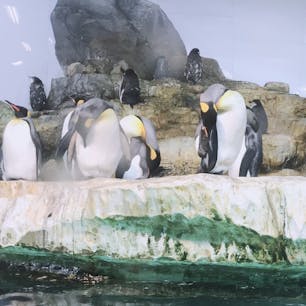 アドベンチャーワールドのペンギン