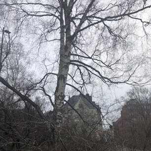 #finland#helsinki#tree

木と家