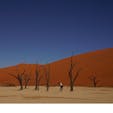 #ナミビア
デッドフレイ
死の沼からこんにちは。
ナミブ砂漠