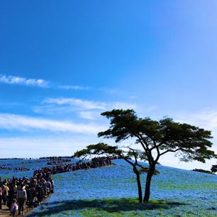 @茨城県ひたちなか市
Hitachi-naka, Ibaraki pref.

国営ひたち海浜公園のネモフィラ
Hitachi Seaside Park, nemophila

茨城県随一の観光名所。
#国営ひたち海浜公園 #ネモフィラ

(2019/04/28)