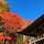 @東京都八王子市
Hachioji, Tokyo met.

高尾山
Mt.Takao

昨年紅葉の時期に行ってきました。
赤が非常に映え、関東の晴天とマッチ。
#高尾山 #東京 #紅葉

(2019/11/29)