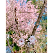 東京　新宿御苑