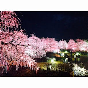 鈴鹿の森庭園：ライトアップも見事でした❣️❣️