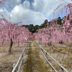 三重県　梅🌸　菅原神社⛩

無料で見れる梅。
今が見頃👏

2020/2/23