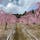 三重県　梅🌸　菅原神社⛩

無料で見れる梅。
今が見頃👏

2020/2/23
