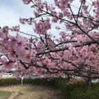 千葉県白子で桜が咲いてました。