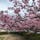 千葉県白子で桜が咲いてました。