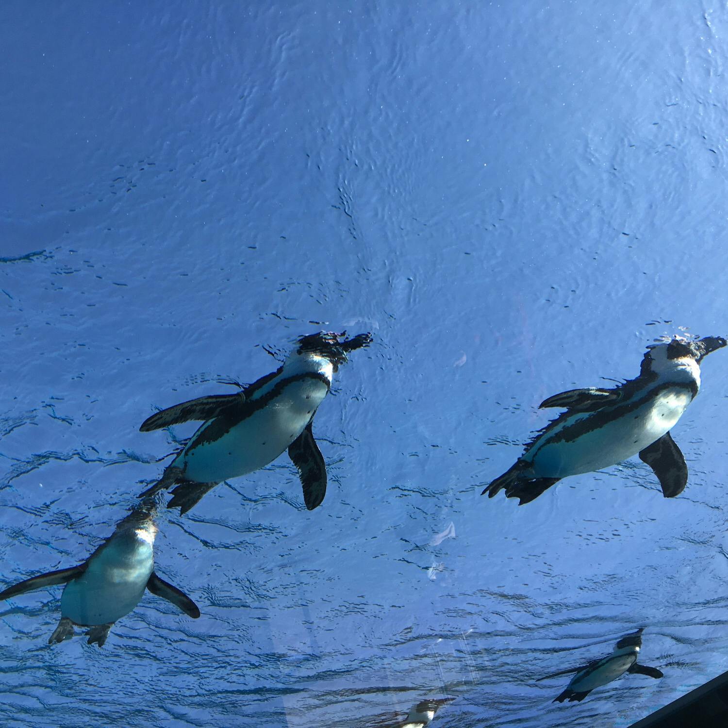 サンシャイン水族館の投稿写真 感想 みどころ サンシャイン水族館ペンギン水槽は ちょっとしたアイディアで トリップノート サンシャイン水族館の投稿写真 感想 みどころ サンシャイン水族館ペンギン水槽は ちょっとしたアイディアで トリップノート