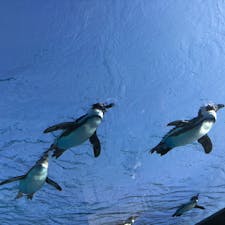 サンシャイン水族館
ペンギン水槽は、ちょっとしたアイディアでいい写真が撮れて楽しいスポットです。