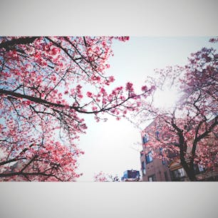 ❏熱海市

✍︎あたみ桜　糸川桜まつり

20202.8~9