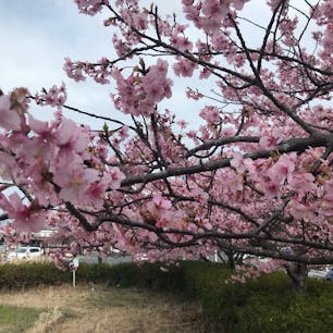投稿したつもりだった。
千葉県白子町で桜が咲いてました。