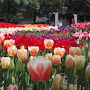 21年 砺波チューリップ公園 となみチューリップこうえん はどんなところ 周辺のみどころ 人気スポットも紹介します 21年 砺波チューリップ公園 となみチューリップこうえん はどんなところ 周辺のみどころ 人気スポットも紹介します