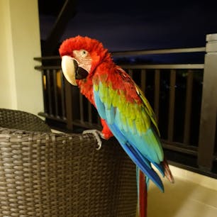 2019年５月
マレーシアボルネオ島旅行

ホテルシャングリラに夜到着するとバルコニーに野生のオウムがいてビックリしました