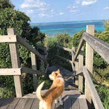 2020.2.21
"島全体がパワースポット"神様がいる島
遠見台からの絶景✨島の看板犬ユリも
同行してくれました❣️