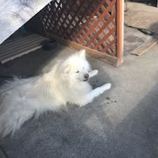 【2019・神無月】
青森県鯵ヶ沢町にて「わさお」を嗜む。