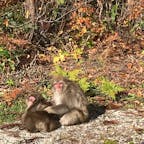 【2019・神無月】
青森県西目屋村にて路端の猿を嗜む。