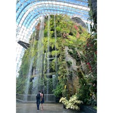 クラウドフォレスト