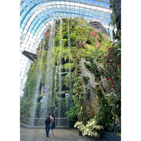 クラウド・フォレスト