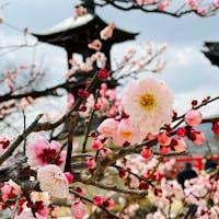 宝塚市中山寺。
梅が見頃、梅まつり😆