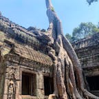 #タ・プローム #シェムリアップ #カンボジア
2020年2月

もはや根なのか幹なのか...樹木の生え方が自由すぎる🌳