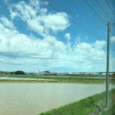 上富良野
田植えが終わった田んぼの横で
タンポポが可愛く咲いてます。