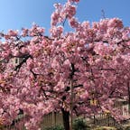 淀の河津桜🌸
お天気も良くて満開でしたぁ😊