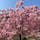 淀の河津桜🌸
お天気も良くて満開でしたぁ😊