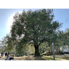 2020年2月22日 #小豆島 #オリーブ公園