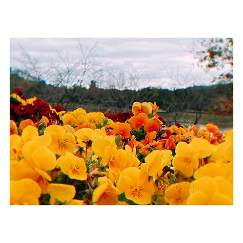 花博記念公園鶴見緑地