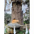 江島神社　奥津宮　

亀の甲羅模様がついている亀石
この亀石には不思議なパワーがあるそうで。
ねこさんものんびり〜