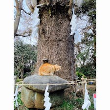 江島神社　奥津宮　

亀の甲羅模様がついている亀石
この亀石には不思議なパワーがあるそうで。
ねこさんものんびり〜