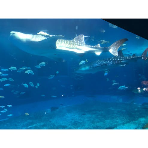 沖縄美ら海水族館