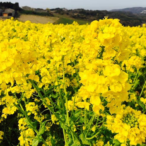 あわじ花さじきの投稿写真 感想 みどころ 淡路島 花さじき 菜の花 トリップノート あわじ花さじきの投稿写真 感想 みどころ 淡路島 花さじき 菜の花 トリップノート