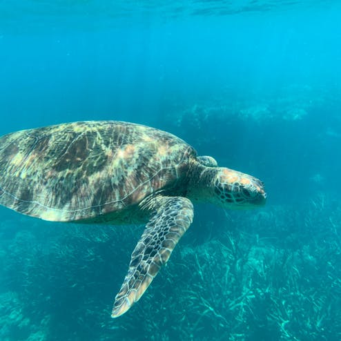 グレートバリアリーフ