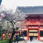 京都　八坂神社　桜が丁度よい。白色の桜。