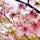 京都　淀水路の河津桜
3.14で既に大部分が葉桜。見頃はもう少し前かも。