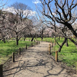 【茨城・水戸】偕楽園
散り際でありつつも、青空に映える赤・白・ピンクの梅の花。また梅の道を抜けると現れる、孟宗竹林(もうそうちくりん)も素敵でした。試食した「かりんとう饅頭」…また食べたいな。