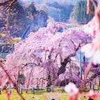樹齢1,000年の貫禄！三春の滝桜



#福島県