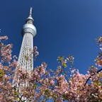 東京　押上
スカイツリーと桜