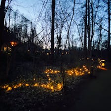 ハルニレテラス