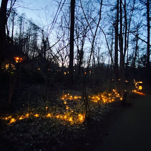 ハルニレテラス