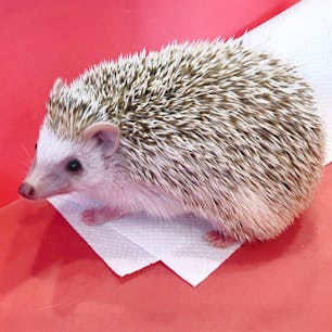 ハリネズミカフェ🐁
初めてハリネズミを触った日！