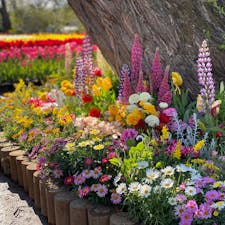 チューリップでいっぱいだったあしかがフラワーパーク。チューリップも鮮やかできれいだったけど、こういう小さな花々の寄せ植えも春らしくて素敵。