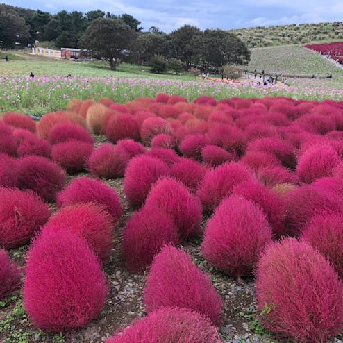 国営ひたち海浜公園