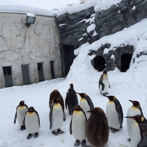 旭山動物園