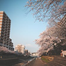 約3kmにわたり乞田川沿いに桜並木が続いています。子どもが自転車の練習をしたり、犬の散歩をする人がいたり、とても癒される桜スポットです。