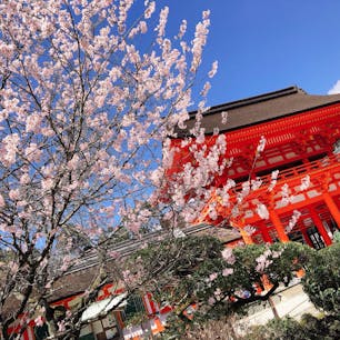 京都の上賀茂神社で撮りましたー🌸
桜が綺麗でした。

#上賀茂神社#桜