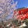 京都の上賀茂神社で撮りましたー🌸
桜が綺麗でした。

#上賀茂神社#桜