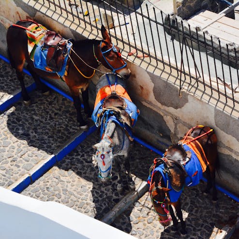 サントリーニ・ドンキー(ドンキー・ステーション)